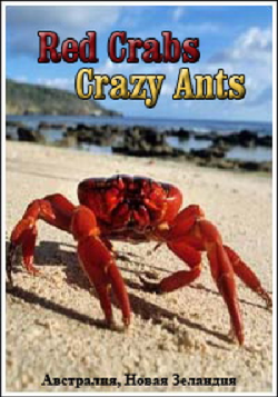  . Ƹ  / Red Crabs. Crazy Ants VO