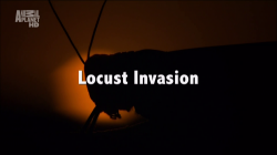  : ,   / Animal Planet. Locust Invasion: The Insect that Ate Africa VO