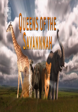   (2 : 1-3   3) / Animal Planet. Queens Of The Savannah DUB