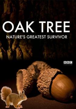  -   / Oak Tree: Nature's Greatest Survivor DVO