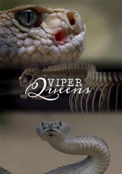   / Viper Queens VO