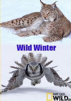   / Wild Winter