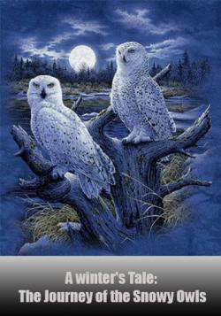  .    / A winter's Tale: The Journey of the Snowy Owls VO