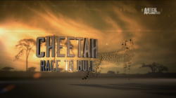  -    / Animal Planet. Cheetah - Race to Rule VO