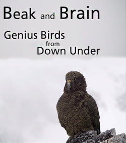   .   / Beak and Brain - Genius birds from Down Under DVO