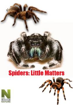   :  / Little Matters: Spiders VO
