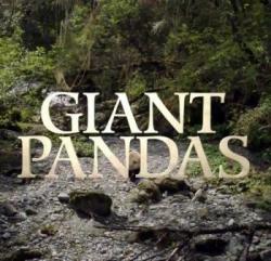   / NAT GEO WILD. Giant Pandas VO
