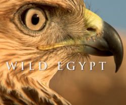   / NAT GEO WILD. Wild Egypt DUB