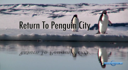     / Return to Penguin City DVO