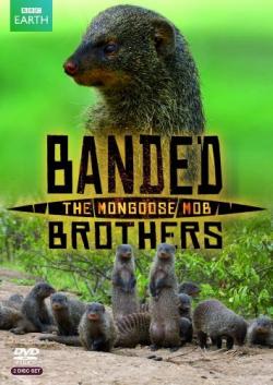   -   (1-4   4) / BBC. Banded Brothers: The Mongoose Mob DUB