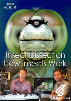 .    / BBC. Insect Dissection: How Insects Work DUB