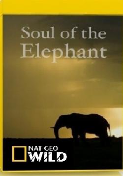   / NAT GEO WIND. Soul of the Elephant VO