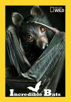    / Incredible Bats VO
