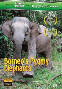 -   / Borneo's Pygmy Elephants VO