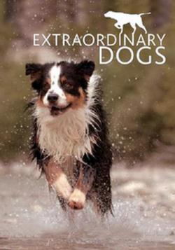   / Extraordinary Dogs VO