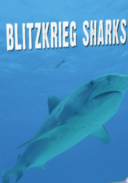   / Blitzkrieg sharks VO
