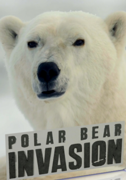    / NAT GEO WILD. Polar bear invasion VO