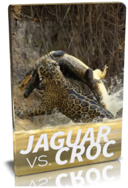    / NAT GEO WILD. Jaguar vs. Croc VO
