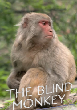   / NAT GEO WILD. The blind monkey VO