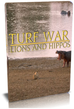   :    / NAT GEO WILD. Turf War. Lions And Hippos VO