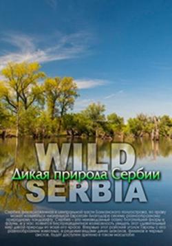    / Wild Serbia DUB