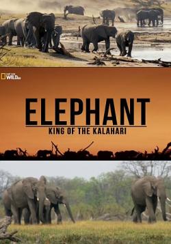 :   / Elephant. King of the Kalahari VO
