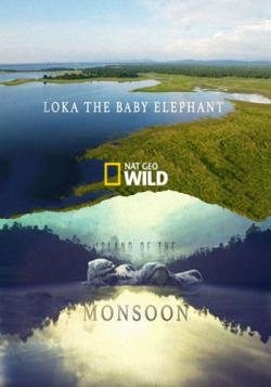  .   / NAT GEO WILD. Island of the Monsoon. Loka The Baby Elephan VO