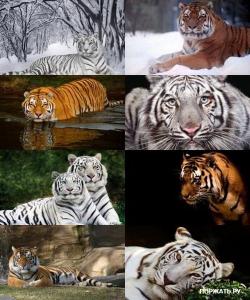 Коллекция обоев с тиграми 2010