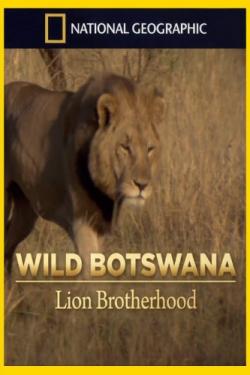 Дикая Ботсвана: Братство львов / NAT GEO WILD. Wild Botswana: Lion Brotherhood VO