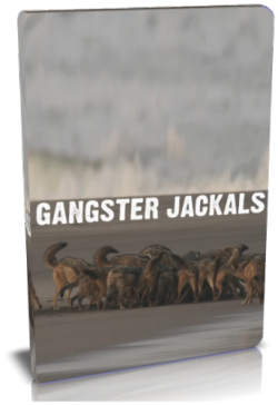 - / NAT GEO WILD. Gangster jackals VO