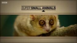 Звери в миниатюре / BBC. Super Small Animalsп VO